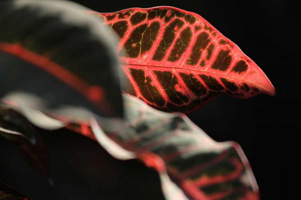 Wall Art Painting id:62993, Name: Global Vessel 4, Artist: Rauscher, Michel