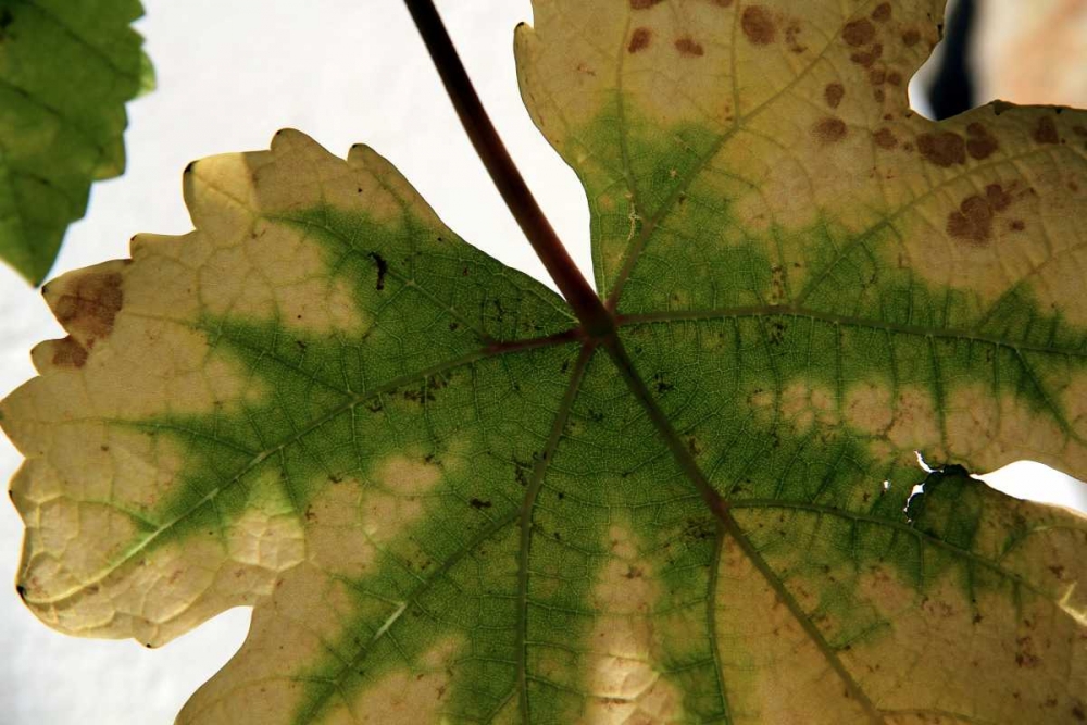 Wall Art Painting id:62998, Name: Nature Shapes 1, Artist: Rauscher, Michel