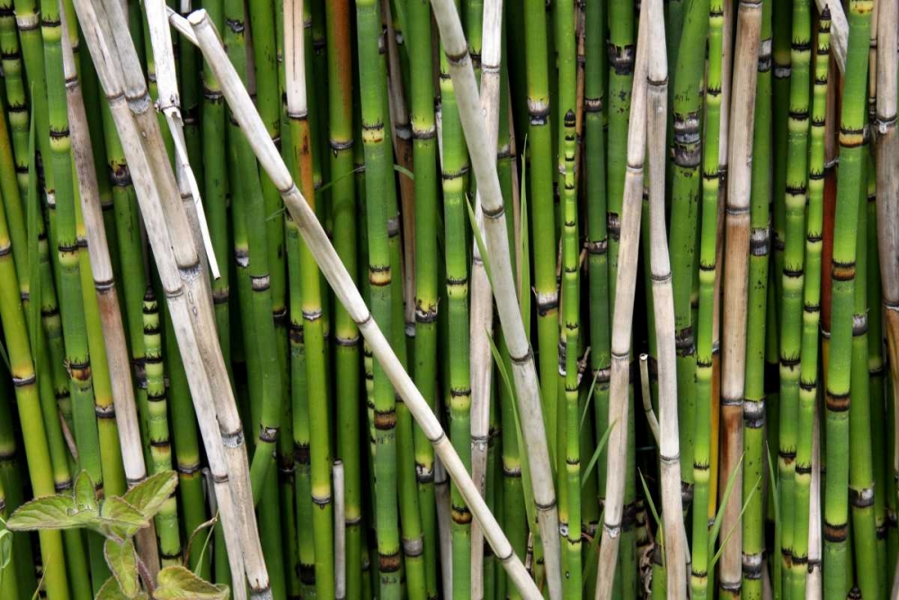 Wall Art Painting id:62999, Name: Nature Shapes 2, Artist: Rauscher, Michel