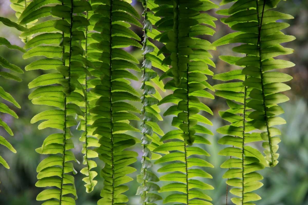 Wall Art Painting id:63000, Name: Nature Shapes 3, Artist: Rauscher, Michel