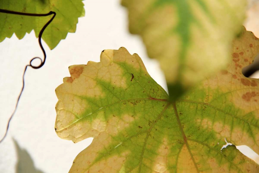 Wall Art Painting id:63001, Name: Nature Shapes 4, Artist: Rauscher, Michel