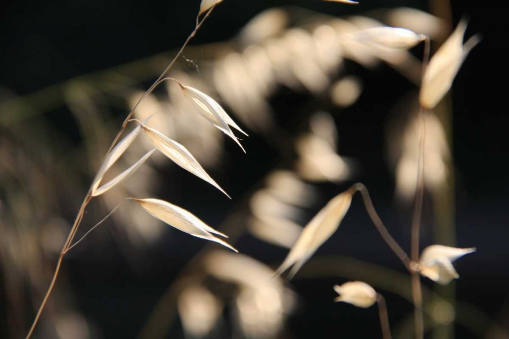 Wall Art Painting id:63010, Name: Moonlight Enchantment 3, Artist: Rauscher, Michel