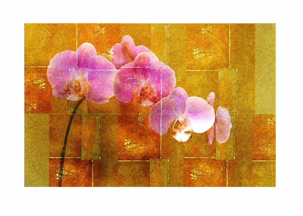 Art Print: Sheer Pink Orhcid