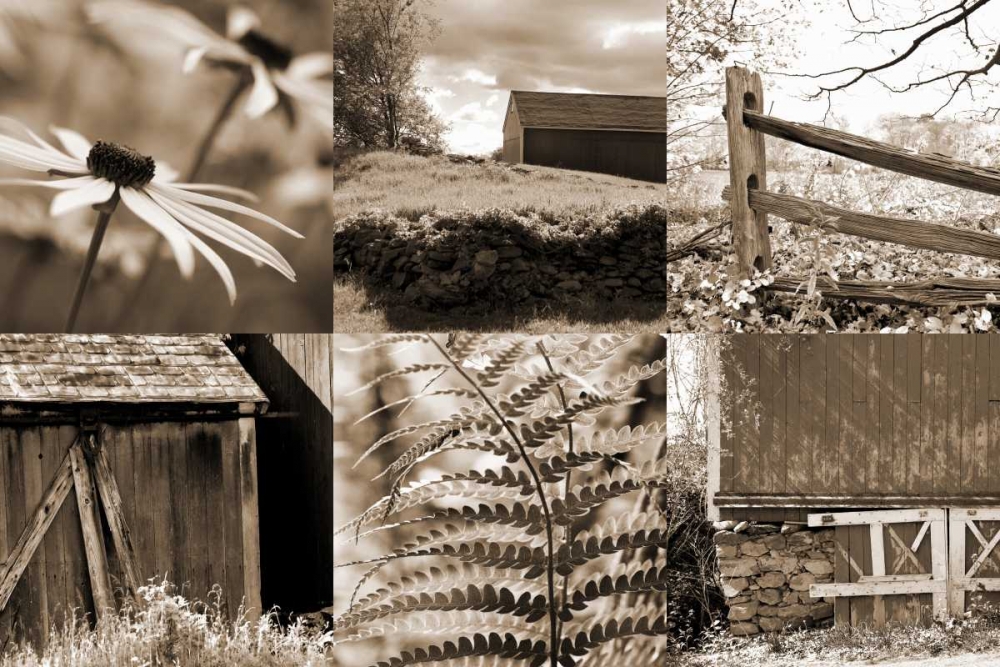 Wall Art Painting id:64780, Name: Roadside Beauty, Artist: Amber Light Gallery