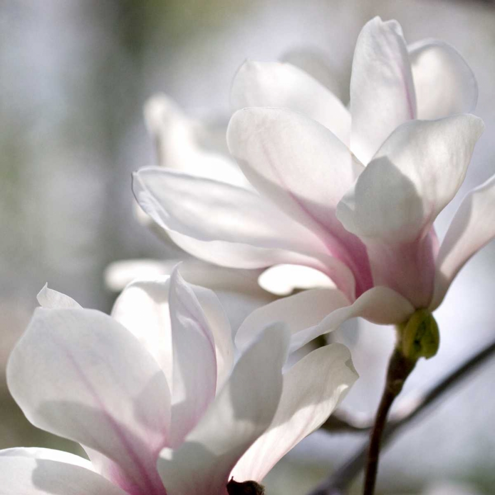 Wall Art Painting id:64783, Name: Ivory Magnolia, Artist: Amber Light Gallery