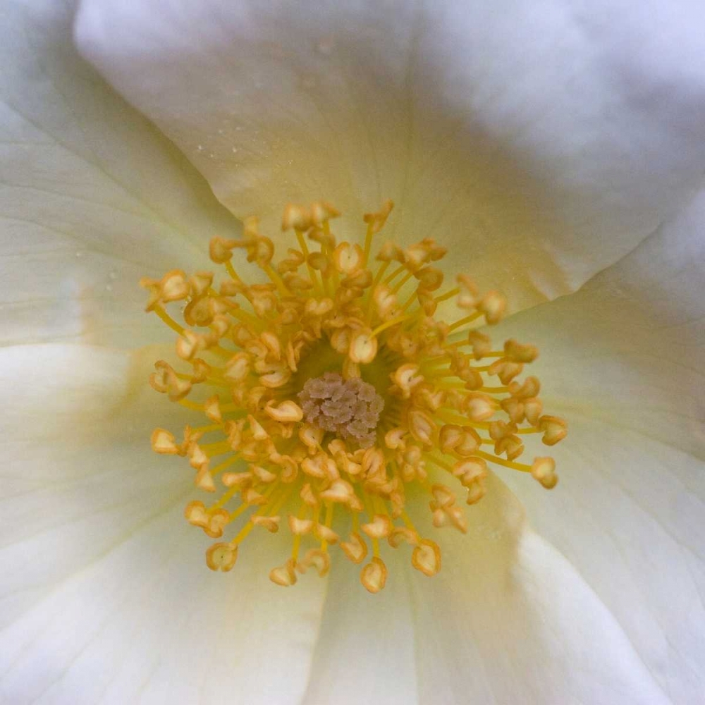 Wall Art Painting id:64784, Name: Cosmos Center, Artist: Amber Light Gallery