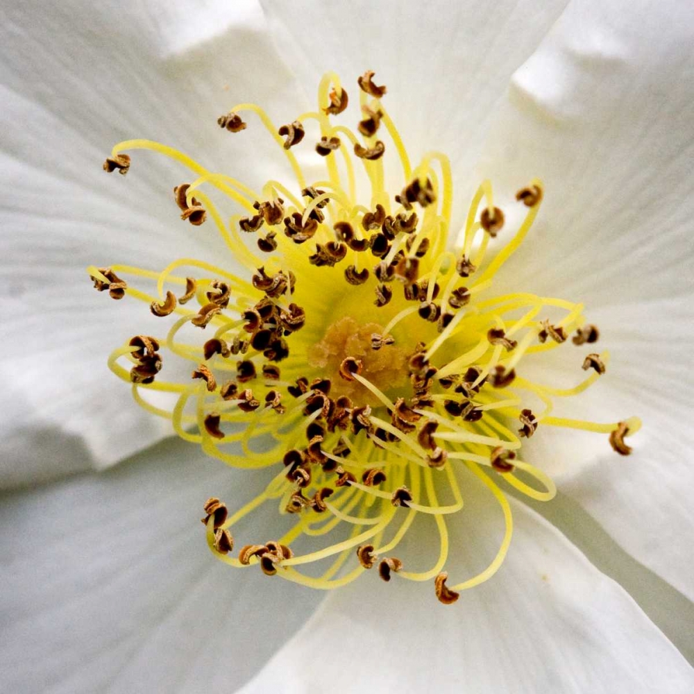 Wall Art Painting id:64786, Name: Rose Center, Artist: Amber Light Gallery