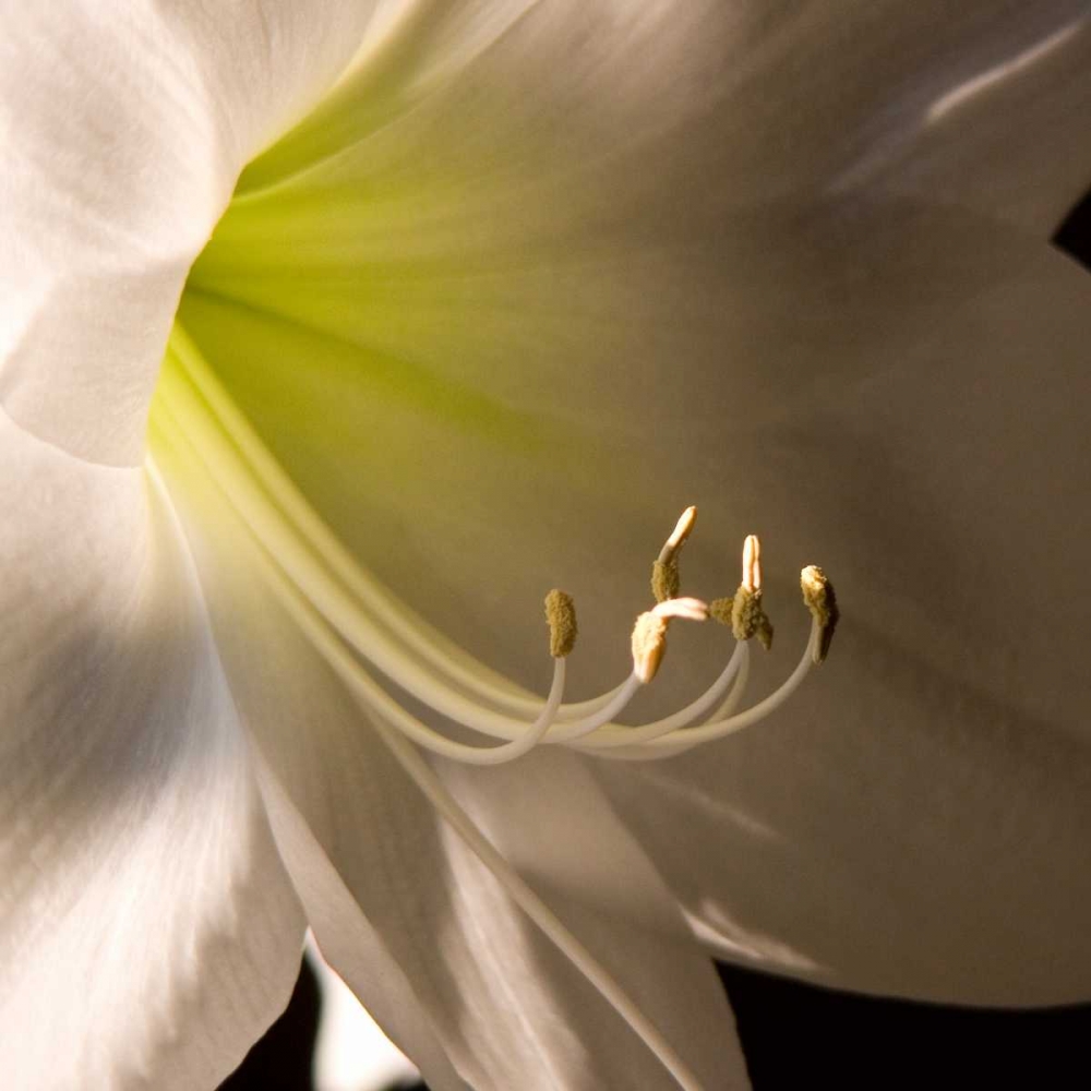 Wall Art Painting id:64787, Name: Ivory Amarylis, Artist: Amber Light Gallery