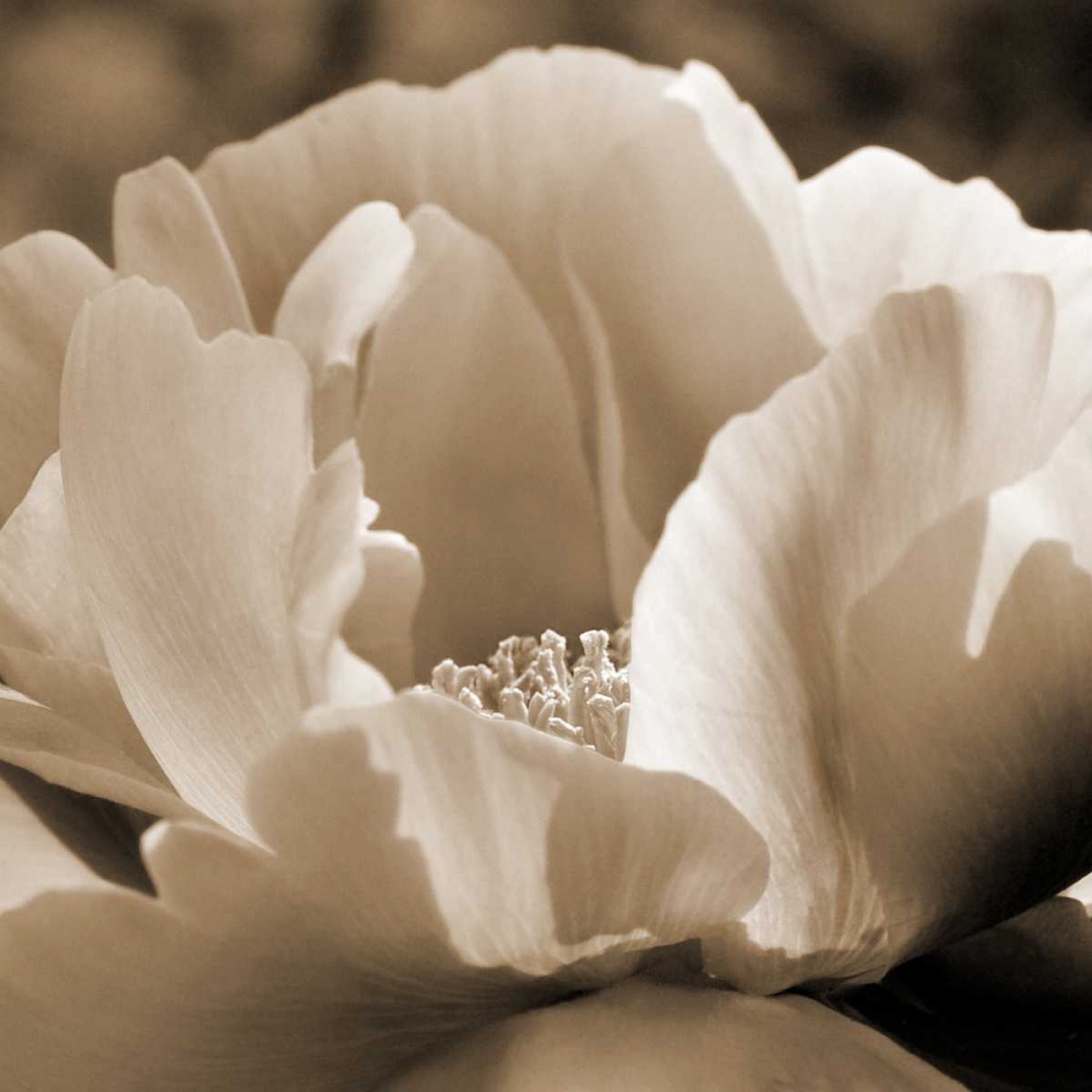 Wall Art Painting id:64791, Name: Brilliant Peony, Artist: Amber Light Gallery