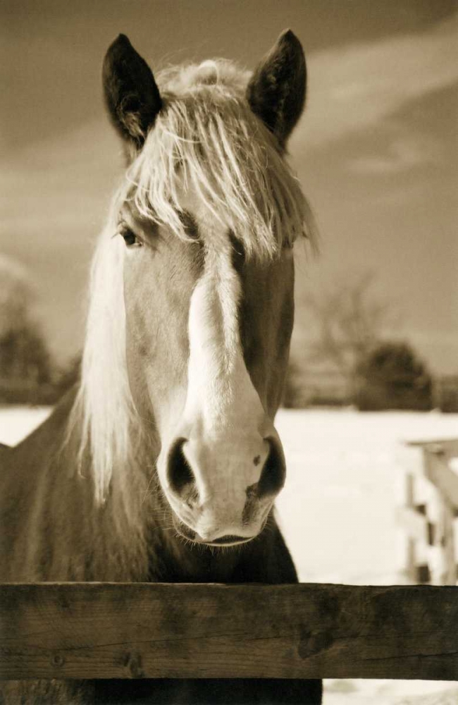 Wall Art Painting id:64793, Name: At the Correl, Artist: Amber Light Gallery