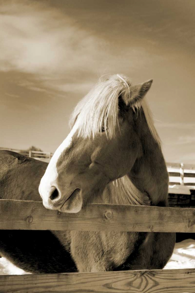 Wall Art Painting id:64794, Name: At the Farm, Artist: Amber Light Gallery