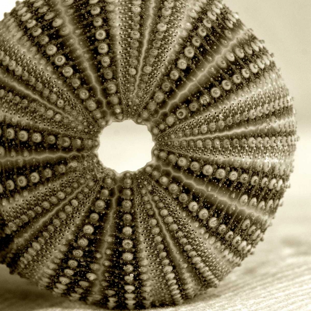 Wall Art Painting id:64800, Name: Sepia Shell Life 2, Artist: Amber Light Gallery