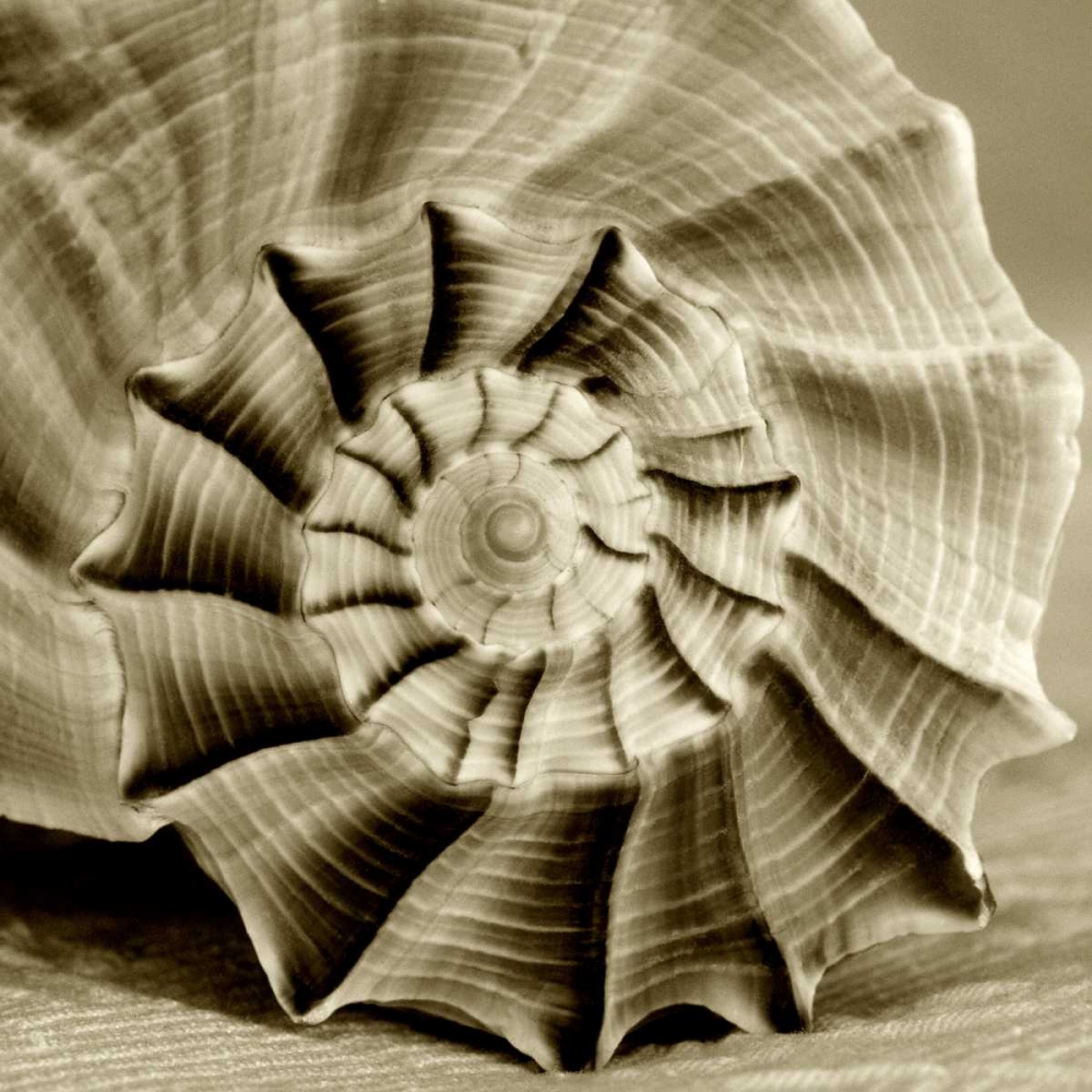 Art Print: Sepia Shell Life 3