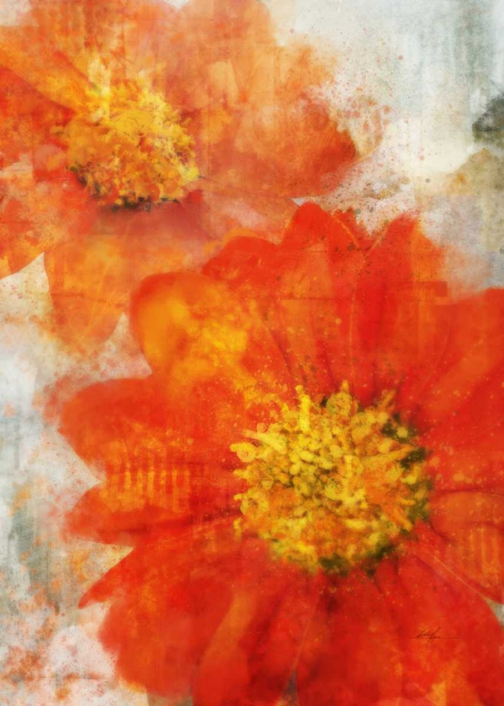 Art Print: Tithonia Bloom 1