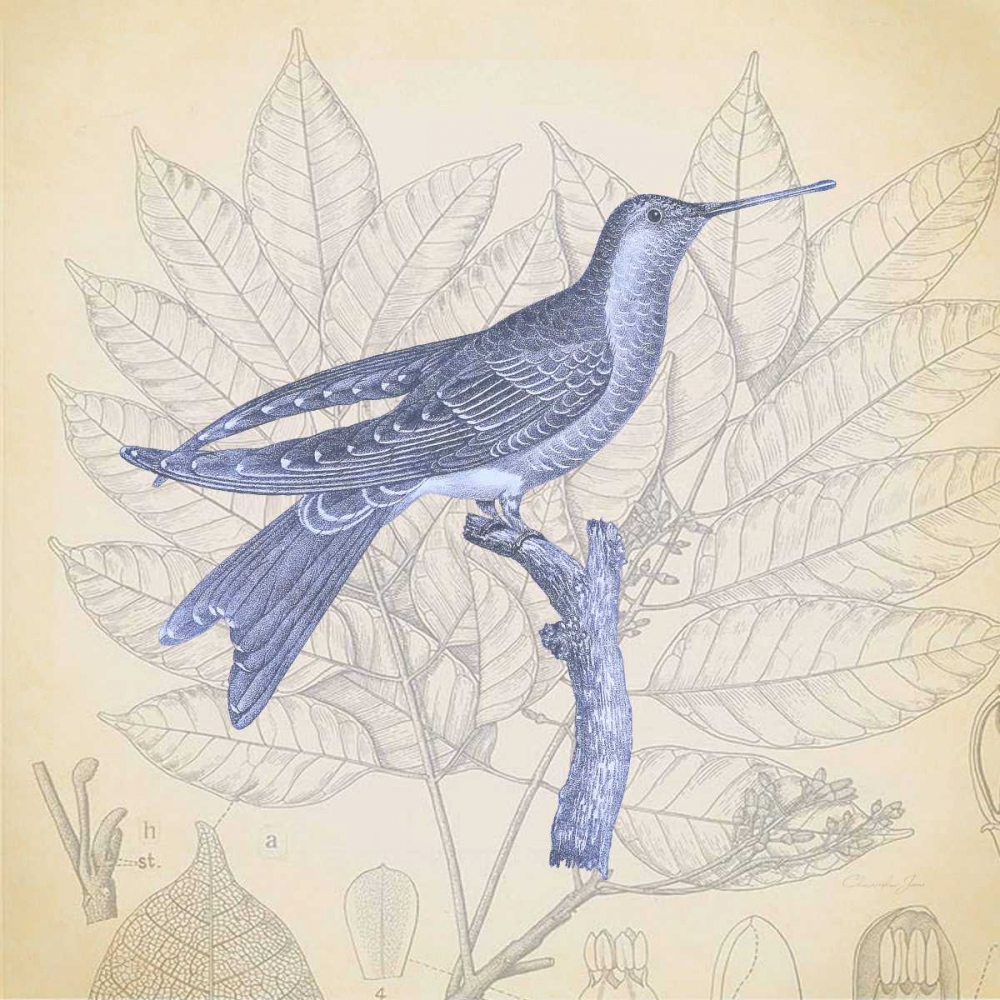 Wall Art Painting id:166546, Name: Hummingbird Study 1, Artist: James, Christopher