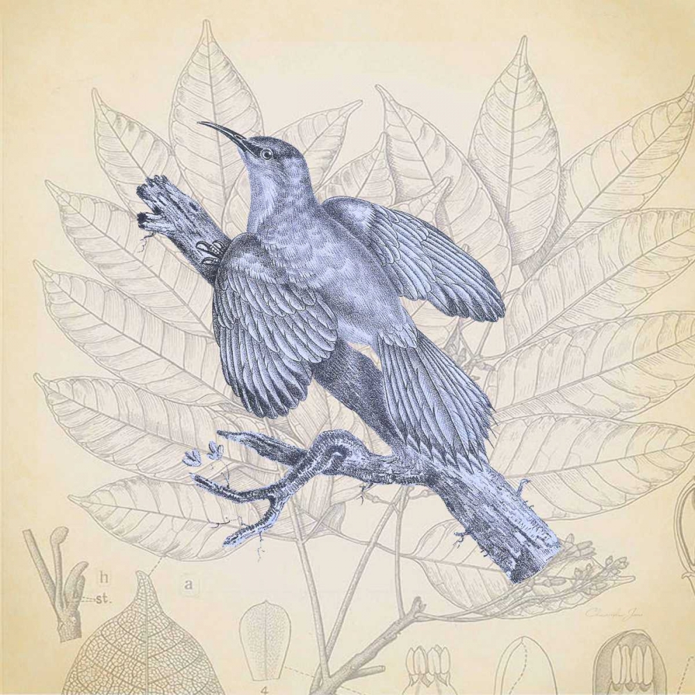 Wall Art Painting id:166545, Name: Hummingbird Study 2, Artist: James, Christopher