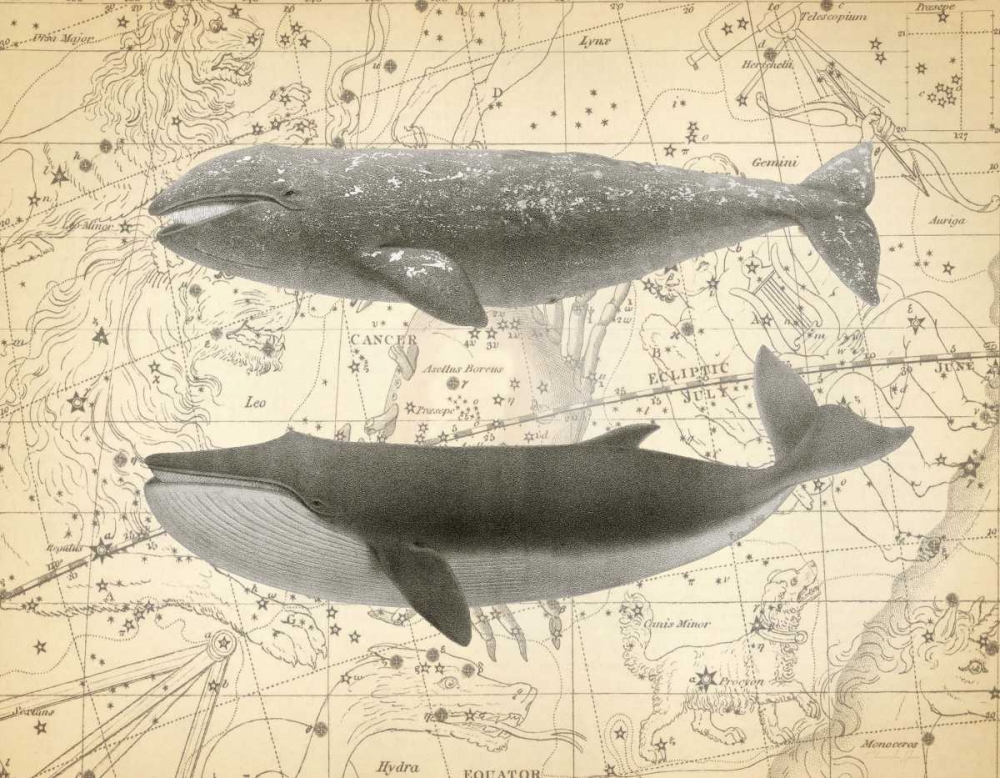 Wall Art Painting id:166535, Name: Whale Constellation 2, Artist: James, Christopher