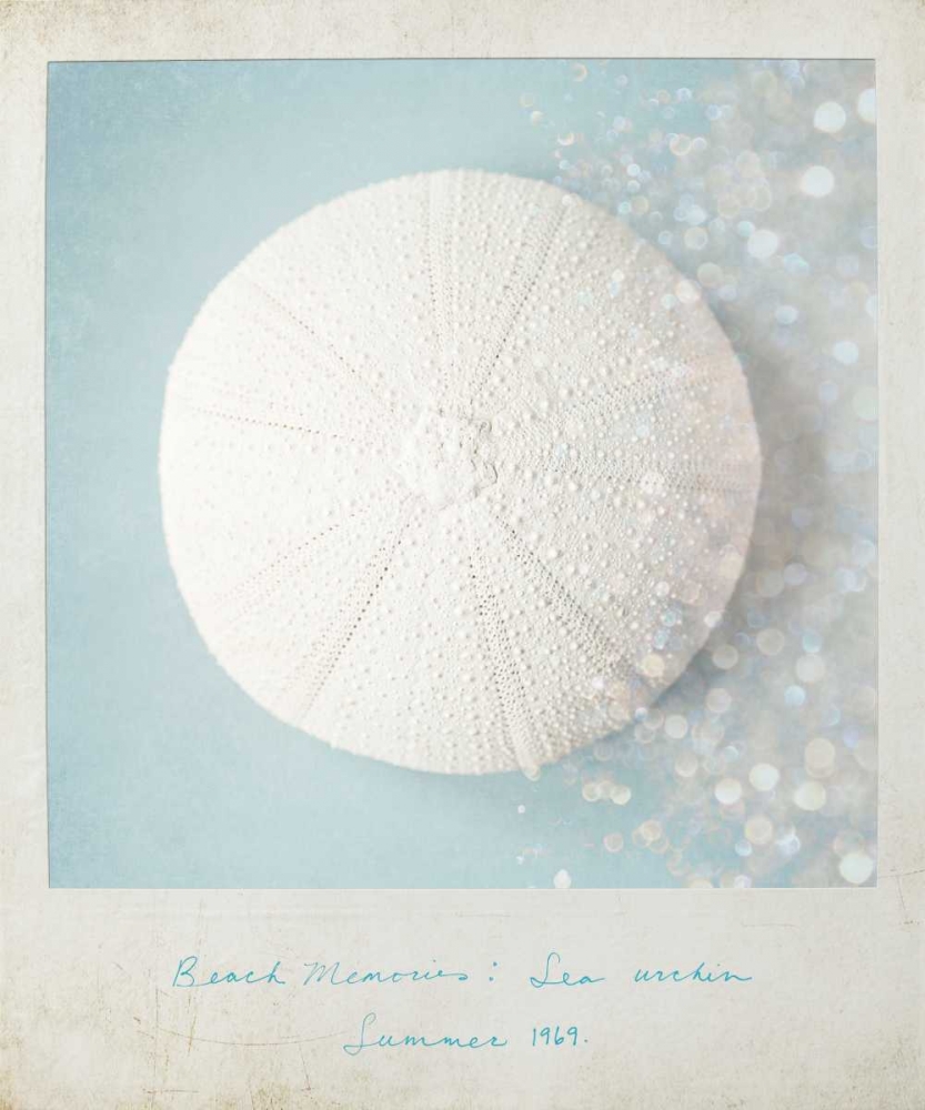 Art Print: Beach Memories Sea Urchin