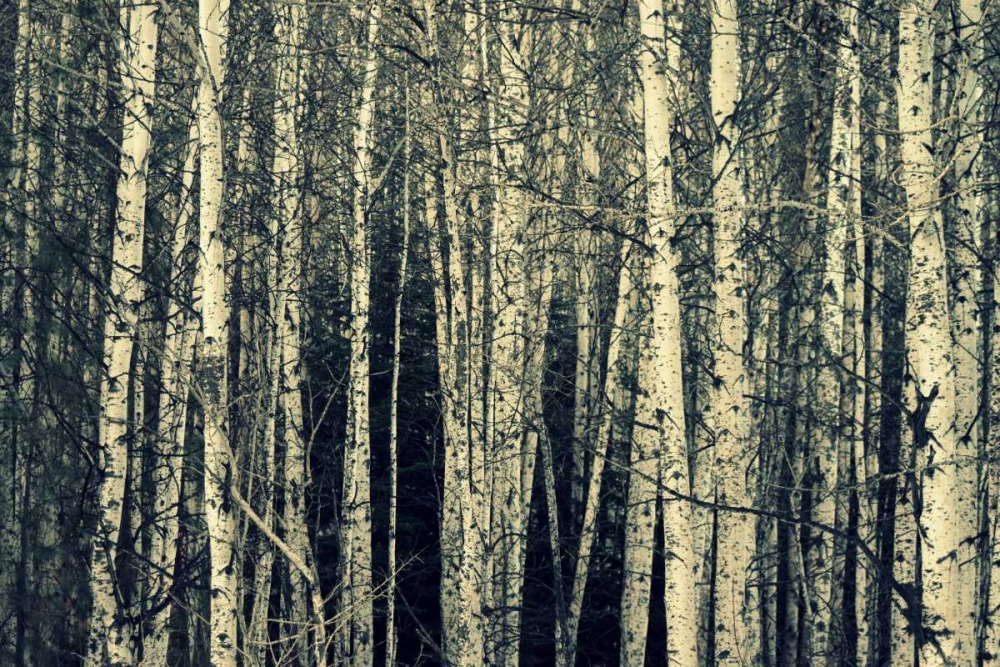 Wall Art Painting id:59280, Name: Birch Dream, Artist: Dickinson, Robin