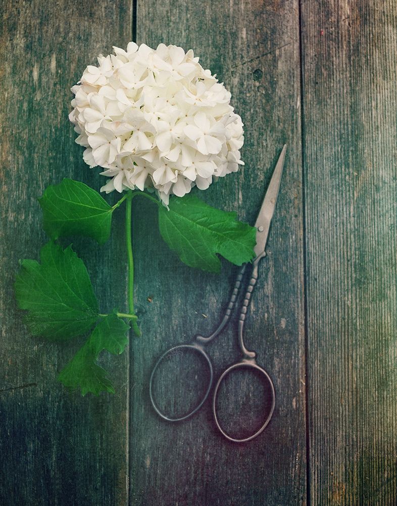 Wall Art Painting id:190666, Name: Fresh Cut, Artist: Dickinson, Robin