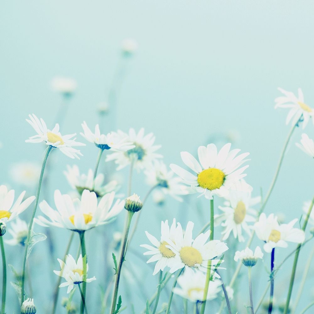 Wall Art Painting id:190667, Name: Day Daisies, Artist: Dickinson, Robin