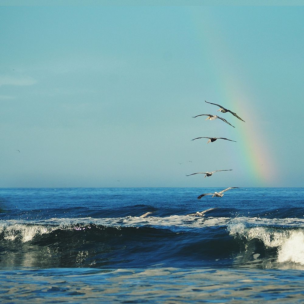 Wall Art Painting id:190676, Name: Rainbow Flight, Artist: Dickinson, Robin