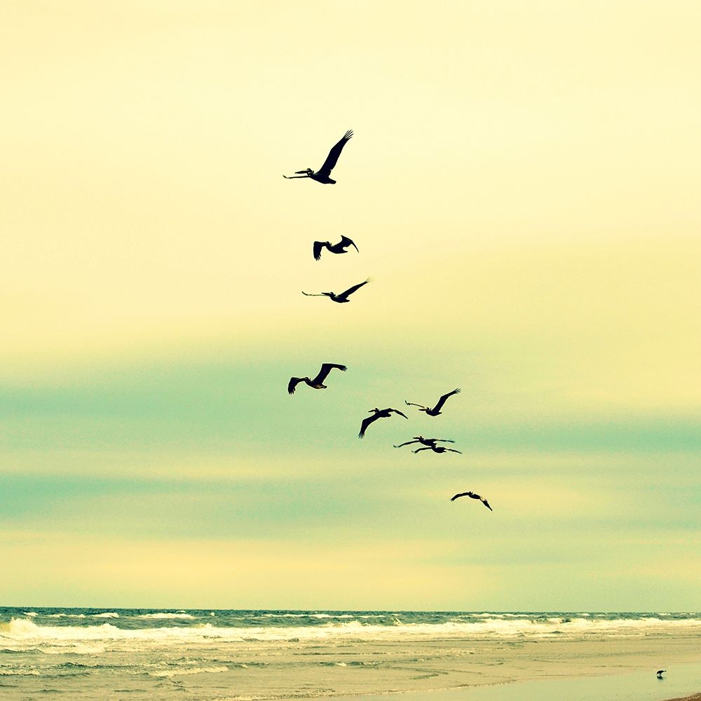 Wall Art Painting id:190681, Name: Ocean Flock, Artist: Dickinson, Robin