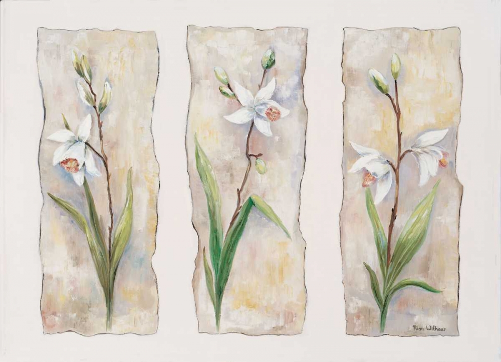 Wall Art Painting id:57973, Name: Aspects of orchids, Artist: Withaar, Rian
