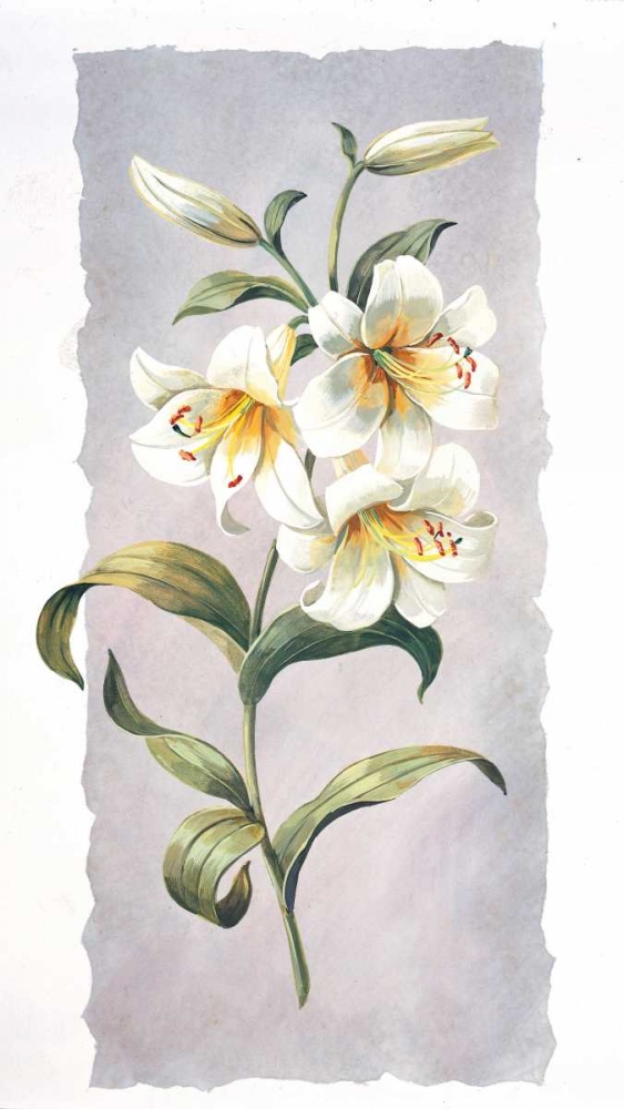 Wall Art Painting id:59087, Name: White lily, Artist: Kumorek, Krysztov