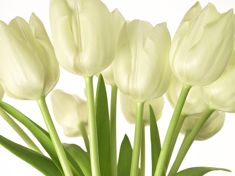 Art Print: Bunch of Tulips