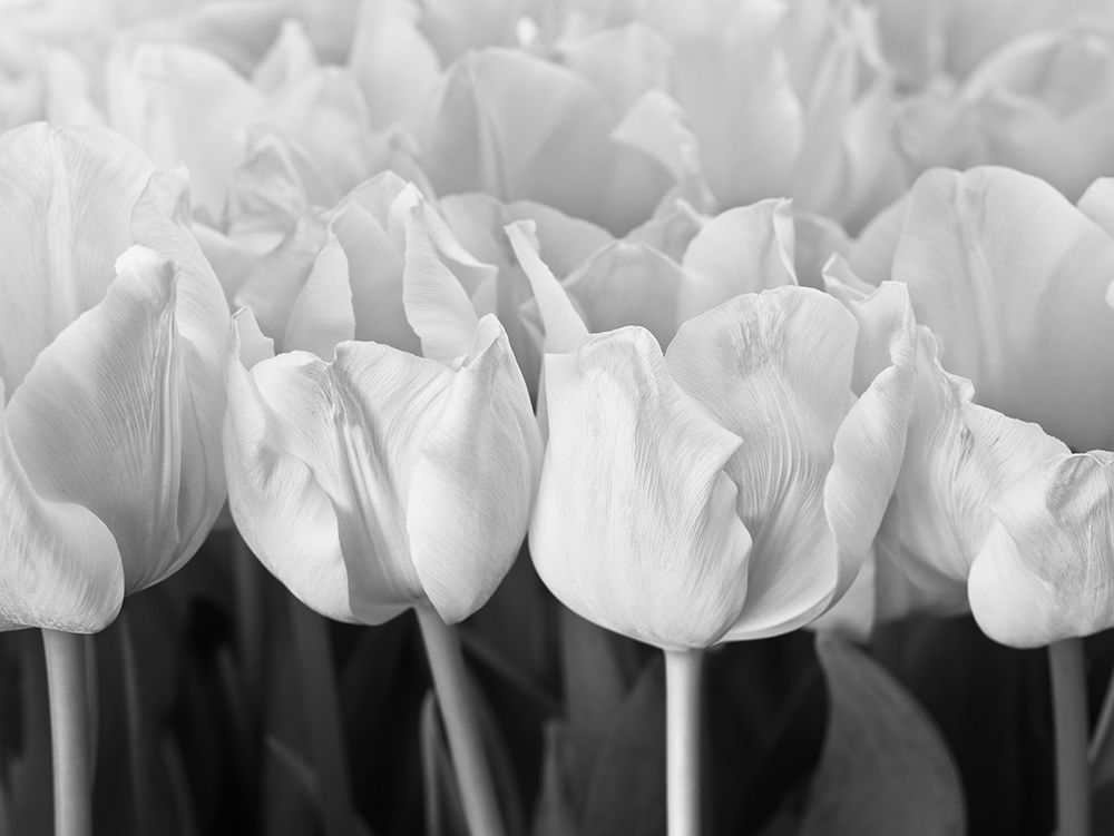 Art Print: Bunch of Tulips