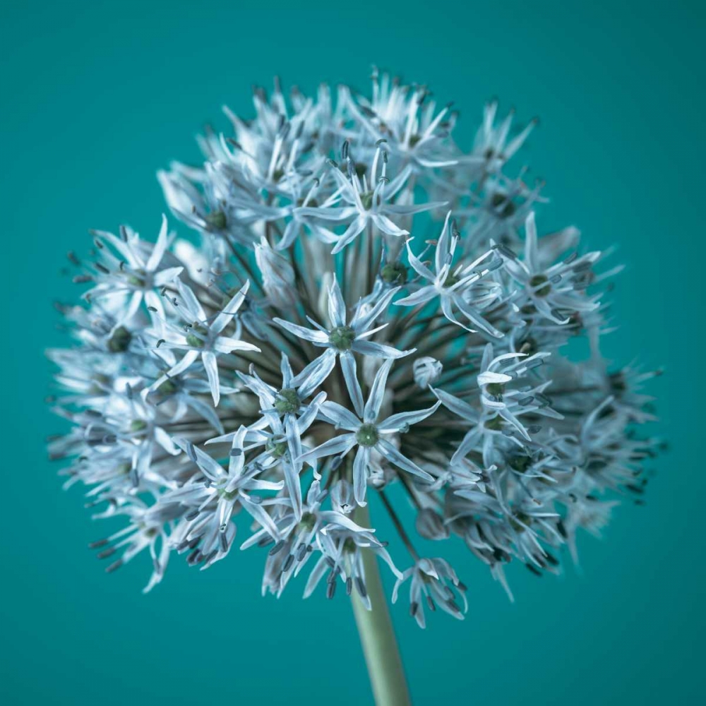 Similar wall art painting: 71829