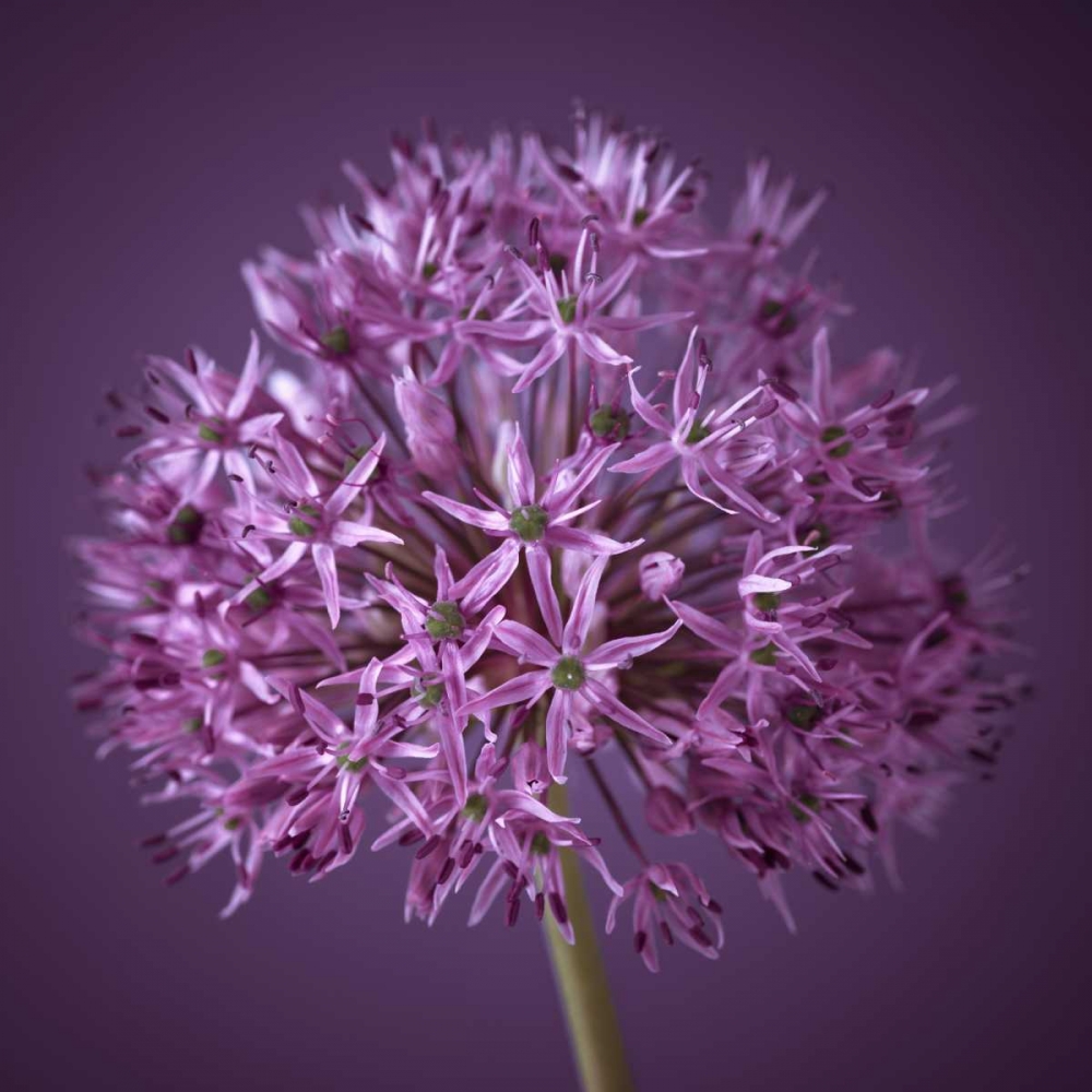 Similar wall art painting: 71830