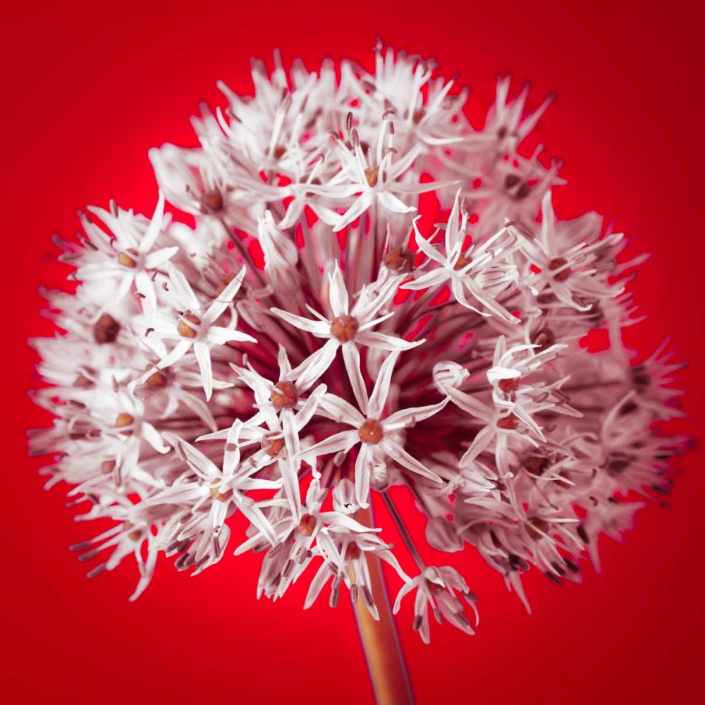 Wall Art Painting id:71833, Name: AF20100605 Alliums 157 RedC03, Artist: Frank, Assaf