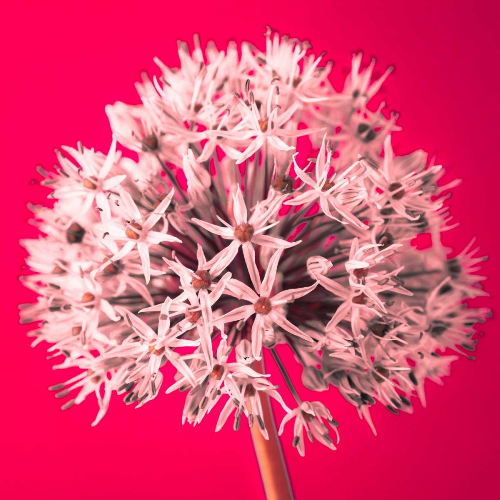 Wall Art Painting id:71834, Name: AF20100605 Alliums 157 RedC05, Artist: Frank, Assaf