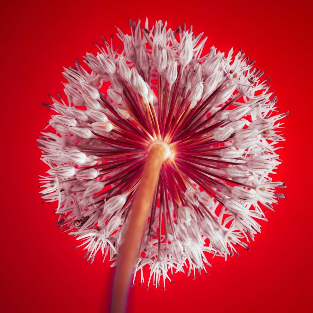 Wall Art Painting id:71839, Name: AF20100605 Alliums 167 RedC03, Artist: Frank, Assaf