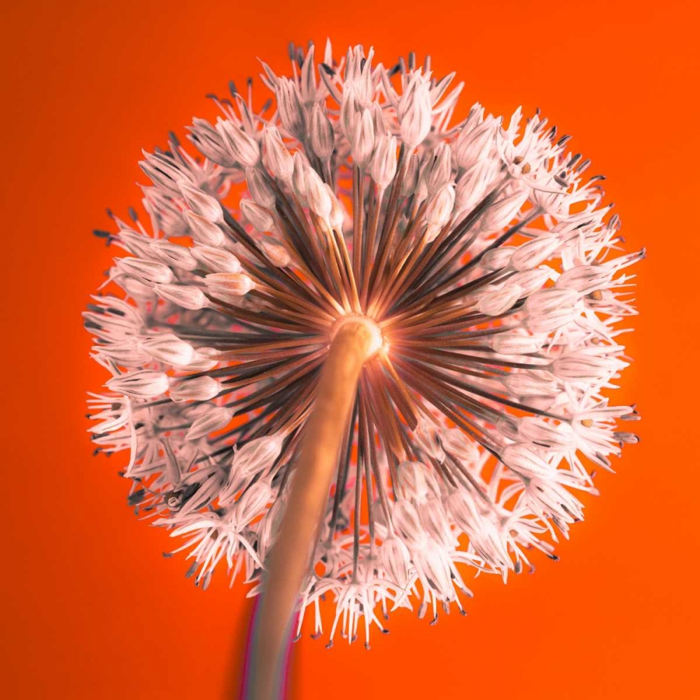 Similar wall art painting: 85274