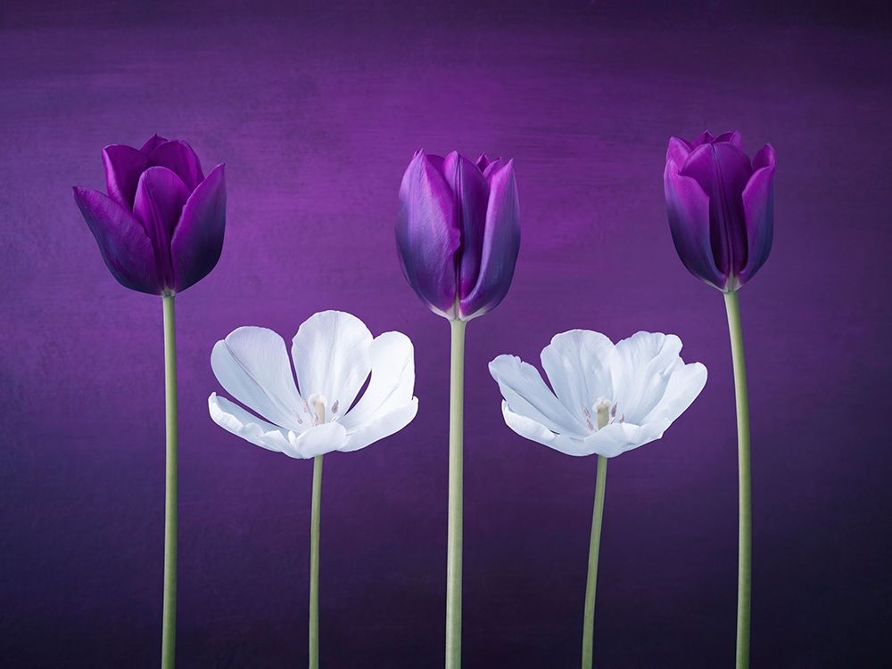 Wall Art Painting id:411149, Name: Tulip flowers in a row, Artist: Frank, Assaf