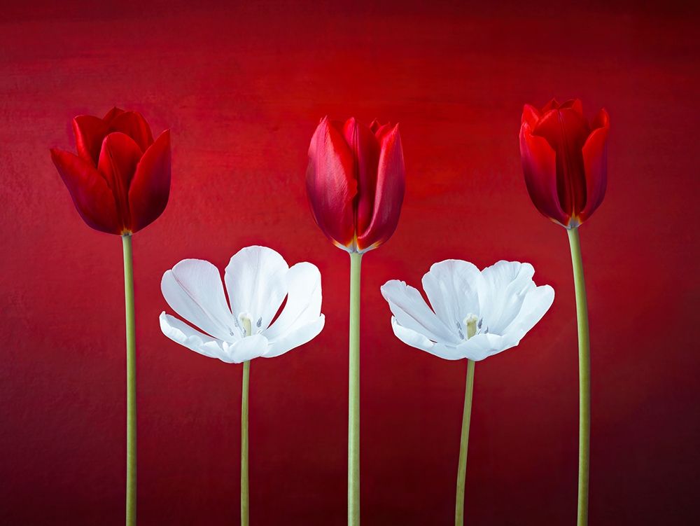 Wall Art Painting id:411150, Name: Tulip flowers in a row, Artist: Frank, Assaf