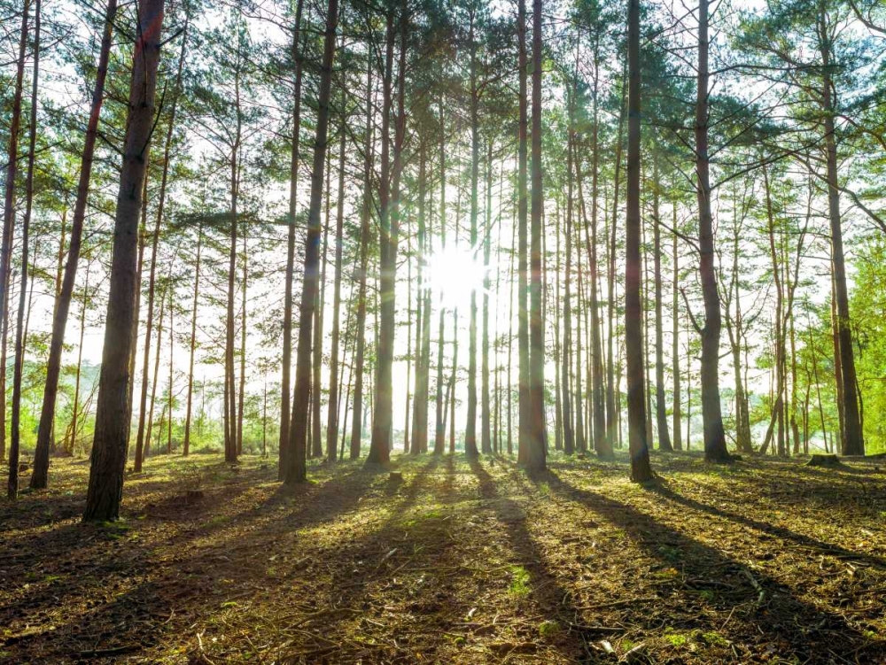 Wall Art Painting id:103634, Name: Sun rays through forest trees, Artist: Frank, Assaf