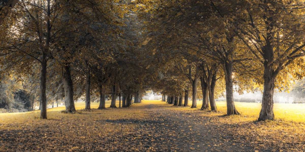 Wall Art Painting id:119515, Name: Pathway through trees in forest, Artist: Frank, Assaf