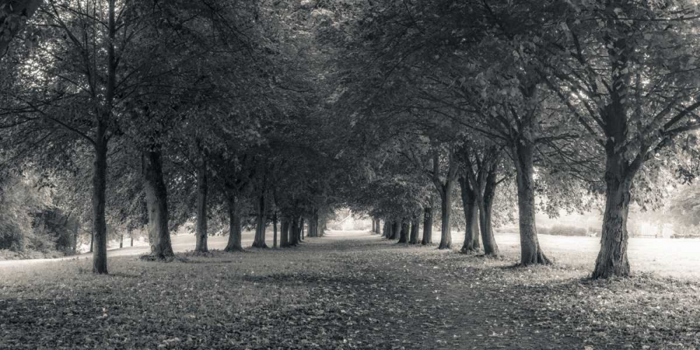 Wall Art Painting id:104124, Name: Pathway through trees in forest, Artist: Frank, Assaf