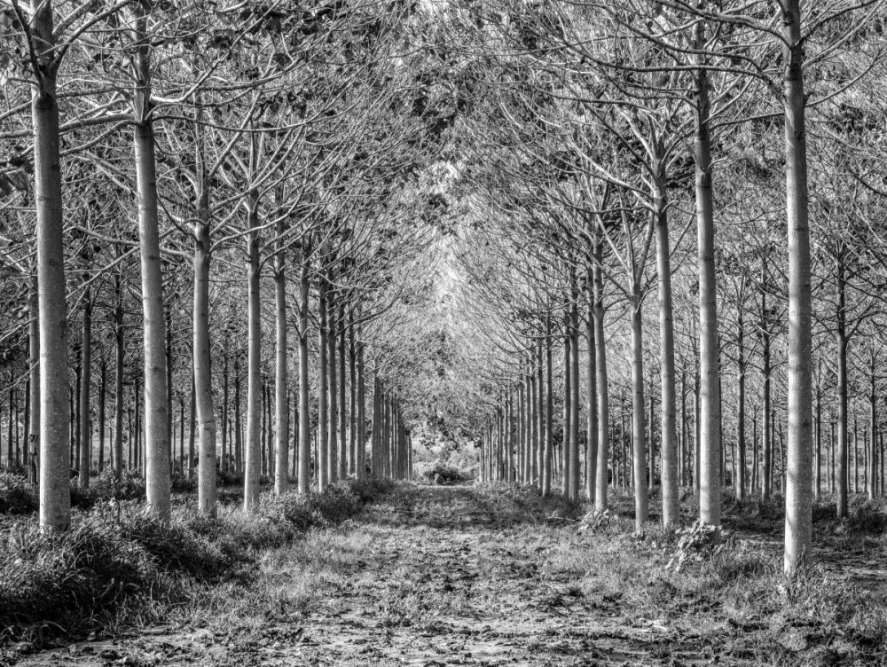 Wall Art Painting id:104153, Name: Pathway through trees in forest, Artist: Frank, Assaf