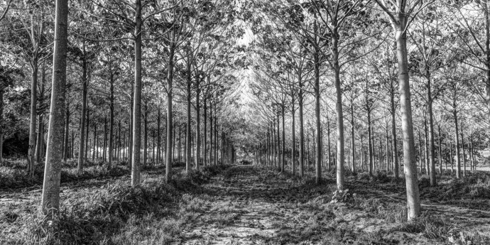 Wall Art Painting id:104154, Name: Pathway through trees in forest, Artist: Frank, Assaf