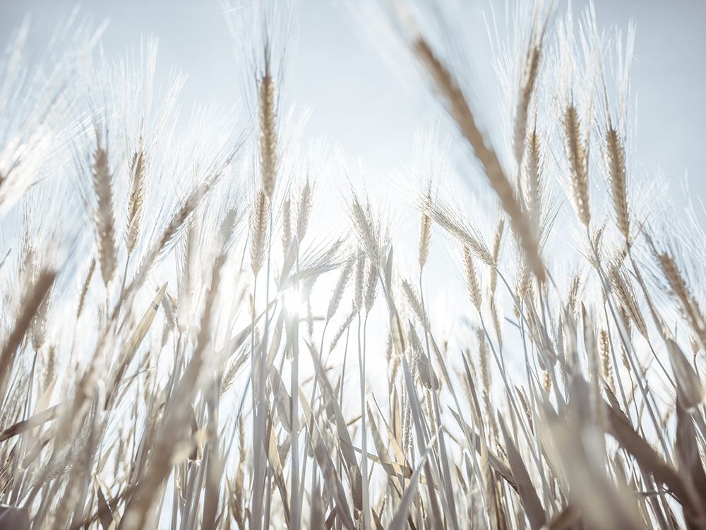 Wall Art Painting id:434392, Name: Sun rays through barley filed, Artist: Frank, Assaf