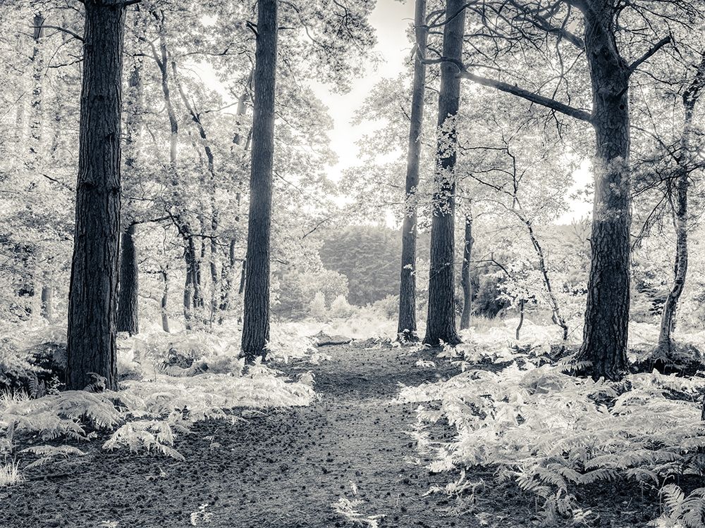 Wall Art Painting id:434496, Name: pathway through forest, Artist: Frank, Assaf