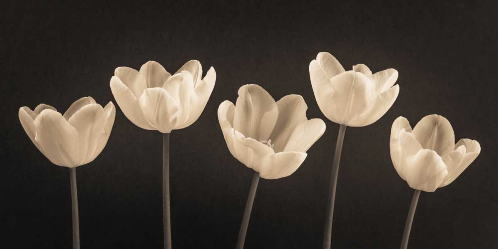 Wall Art Painting id:158625, Name: Five Tulips in a row, Artist: Frank, Assaf