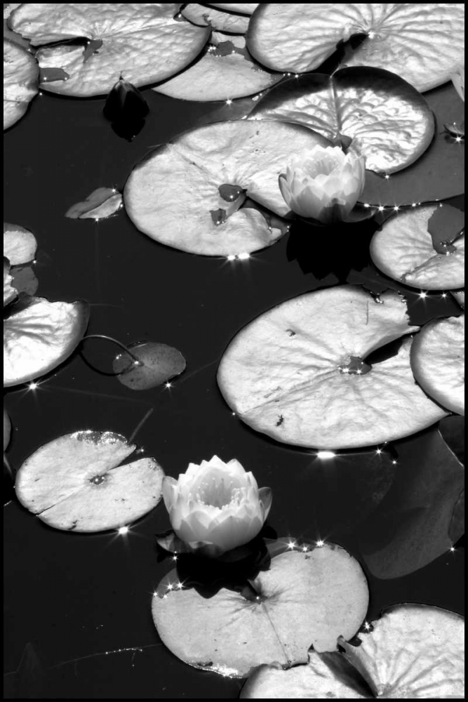 Art Print: Lily Pads with Two Flowers