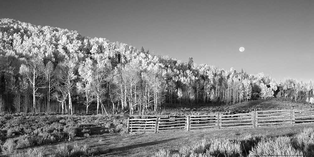 Wall Art Painting id:213400, Name: Aspens Moon, Artist: Linden, Sally