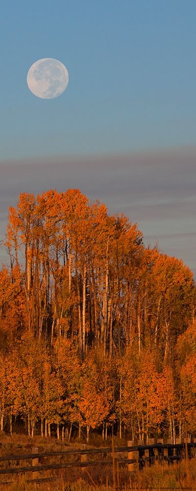 Wall Art Painting id:213401, Name: Fall Trees Moon 1, Artist: Linden, Sally